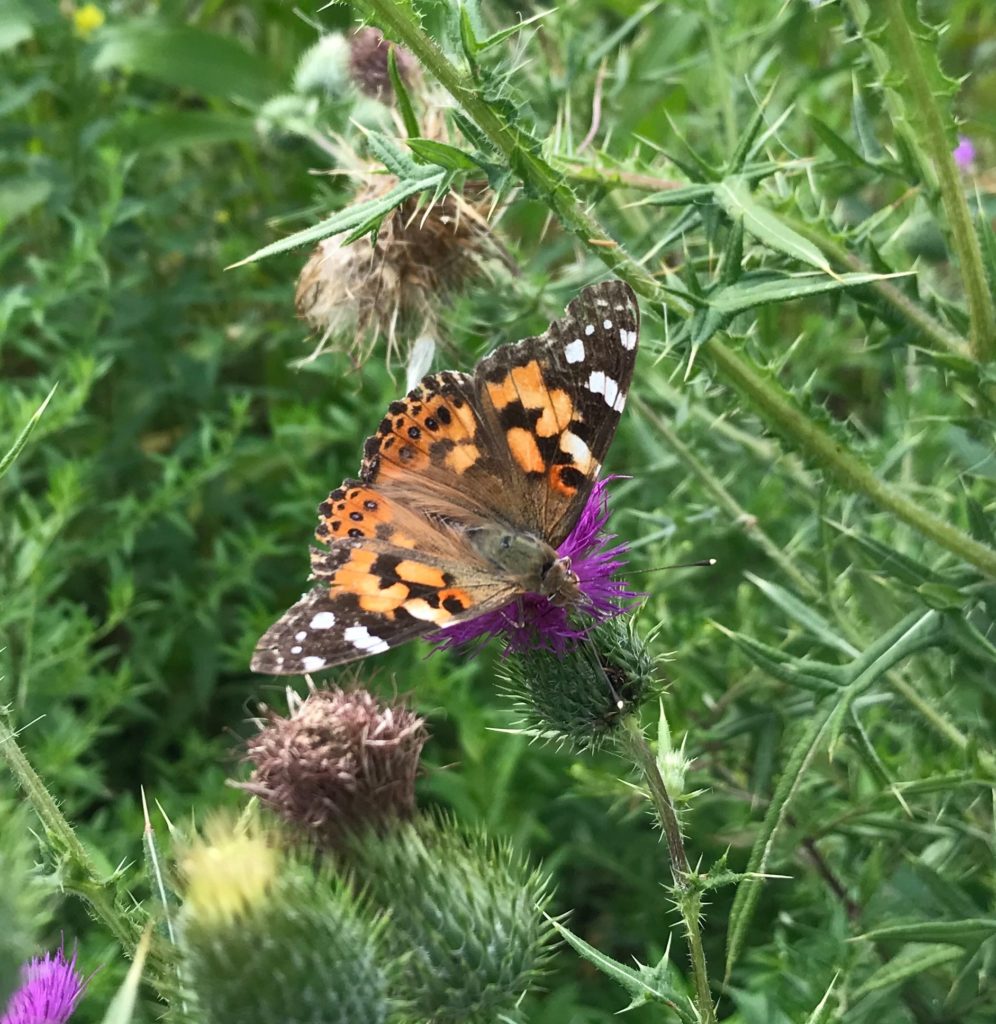 Butterfly Walk - The Friends of Sherwood Island State Park, Westport CT